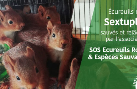 Des ecureuils roux sauvés par l’association SOS écureuils roux