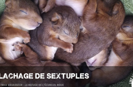 Témoignage SOS écureuils roux, n°2 : Relâchage des sextuplés