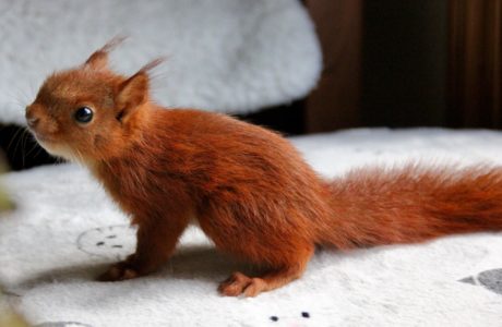 Témoignage SOS écureuils roux, n°3 : Schtroumpfette