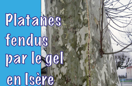 Platanes fendus par le gel en Isère